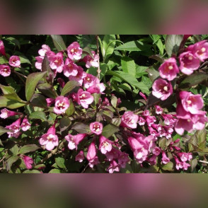 Вейгела «Нана Пурпуреа»