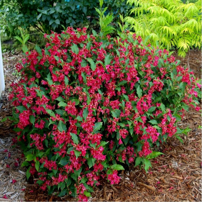 Вейгела Люцифер (Weigela Lucifer)