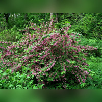 Вейгела ранняя