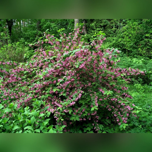 Вейгела ранняя