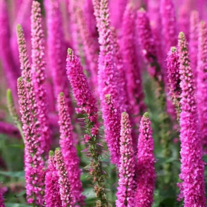 Вероника длиннолистная (розовая)