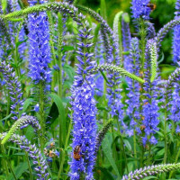 Вероника длиннолистная (синяя)