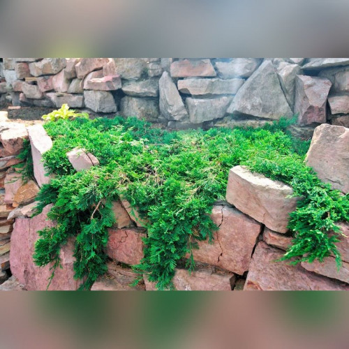 Можжевельник «Вилтони»