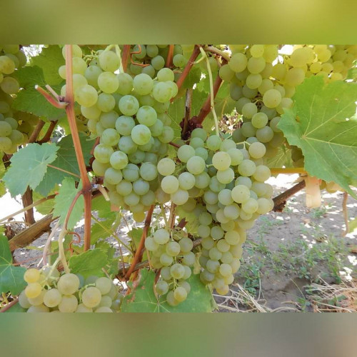 Виноград «Аврора»