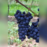 Виноград «Альден» (Alden)