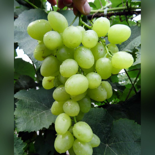 Виноград «Аркадия» (Настя)