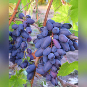 Виноград «Байконур»