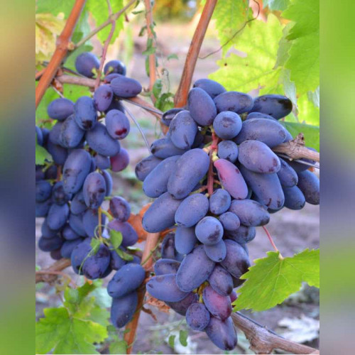 Виноград «Байконур»