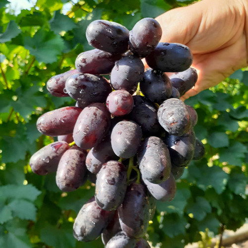 Виноград «Велика»