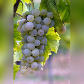 Виноград «Виктор»