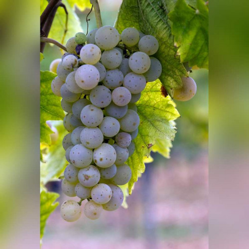 Виноград «Виктор»