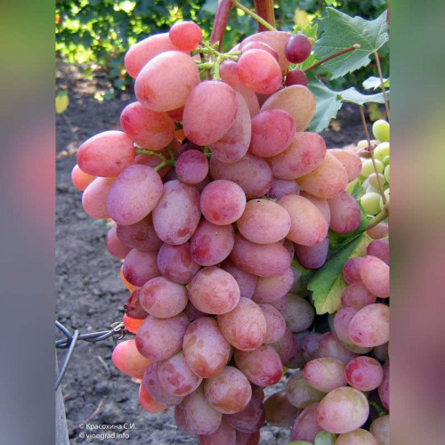 Виноград «Водограй»
