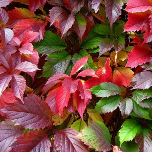 Виноград «Девичий»