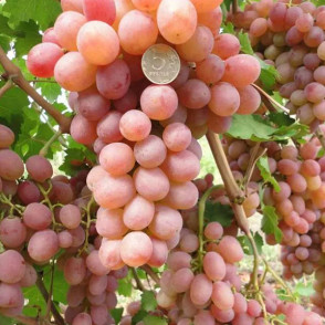 Виноград «Дублянский»
