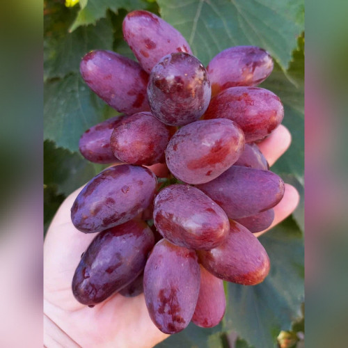 Виноград «Жемчуг Розовый»