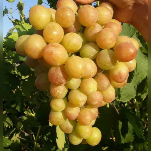 Виноград «Ливия»