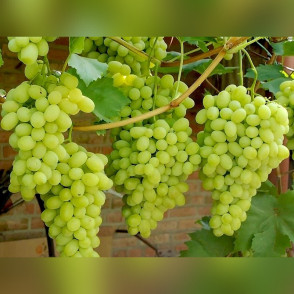 Виноград «Лора»