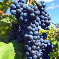 Виноград «Маркетт» 