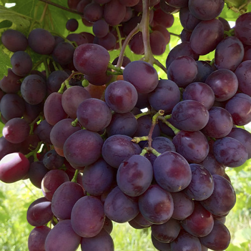 Виноград «Памяти учителя»