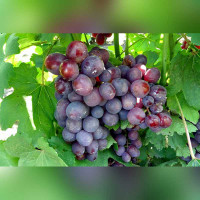 Виноград «Подарок Несветая»