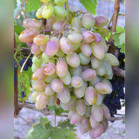 Виноград «Преображение»