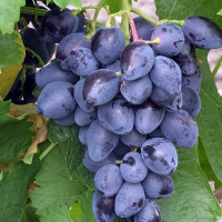 Виноград «Ромбик»