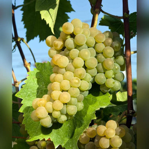 Виноград «Сейваль»