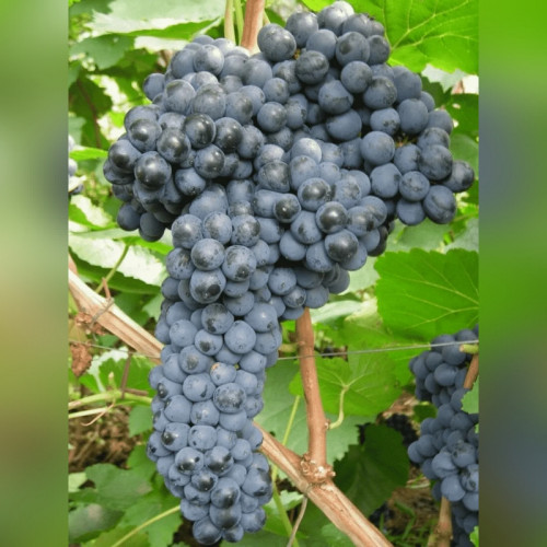 Виноград «Шатен»