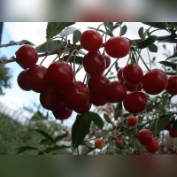 Вишня «Быстринка»