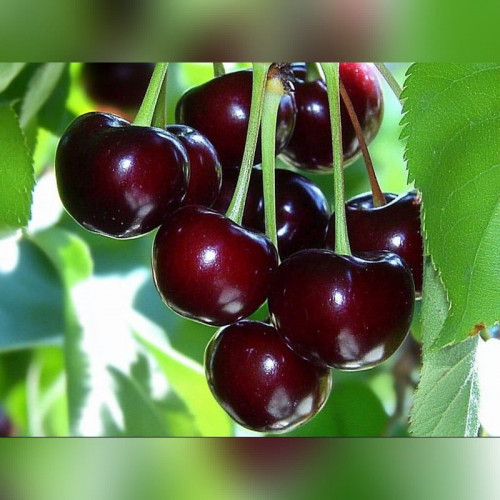 Вишня «Владимирская»