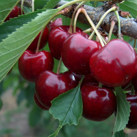 Вишня «Гриот Московский»