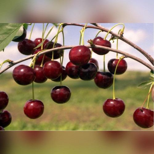 Вишня «Десертная Морозовой»