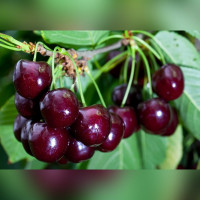 Вишня «Дюк»