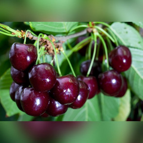 Вишня «Дюк»