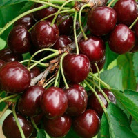 Вишня «Жуковская»