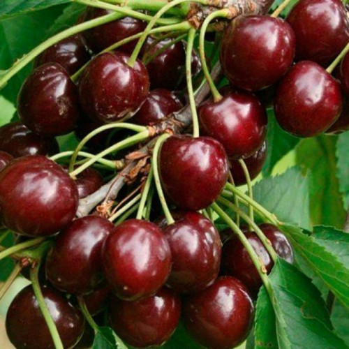 Вишня «Жуковская»