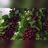 Вишня «Кудрявая»