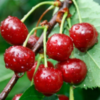 Вишня «Лебедянская»