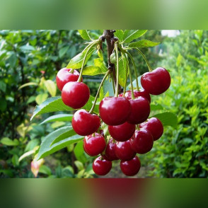 Вишня «Молодежная»