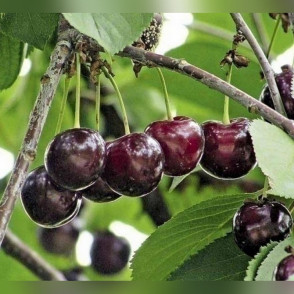 Вишня «Морозовка»