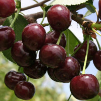 Вишня «Стойкая»