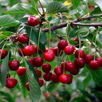 Вишня «Тургеневская»