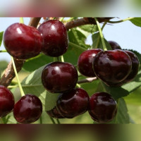 Вишня «Харитоновская»