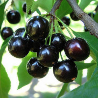 Вишня «Черная крупная»