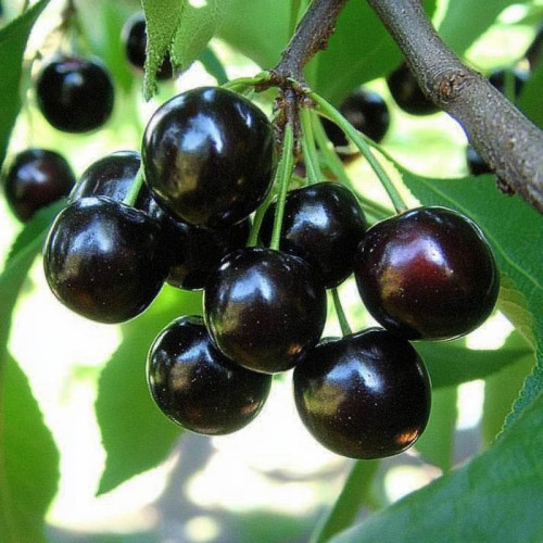 Вишня «Черная крупная»