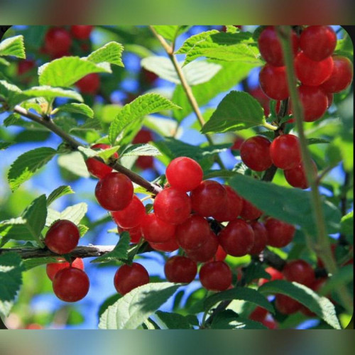 Вишня войлочная Огонек