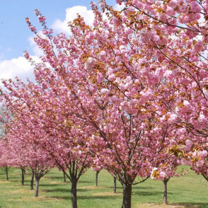 Вишня декоративная «Канзан» на штамбе