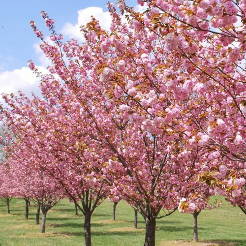 Вишня декоративная «Канзан» на штамбе