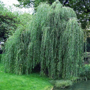 Ива «Водопад»