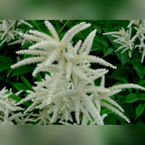 Волжанка Двудомная (обыкновенная)